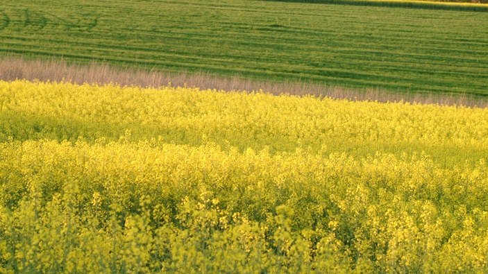 Endress+Hauser EcoVadis Premium Report